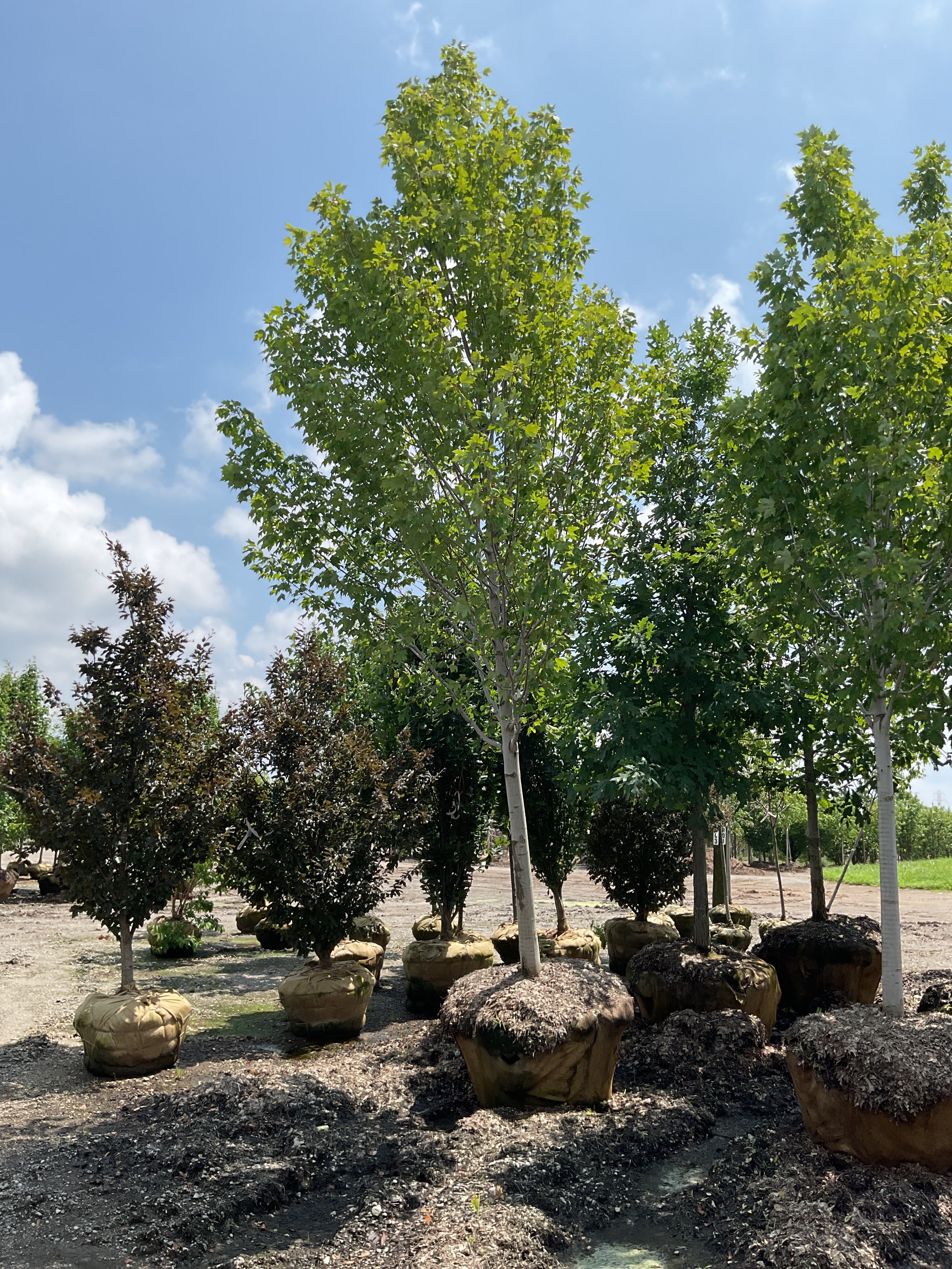 Acer rubrum 'Armstrong Gold'