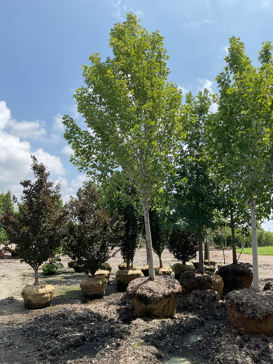 Acer rubrum 'Armstrong Gold' â€” BB 4