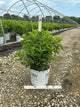 Hydrangea paniculata 'Zwijnenburg'