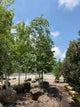 Quercus alba