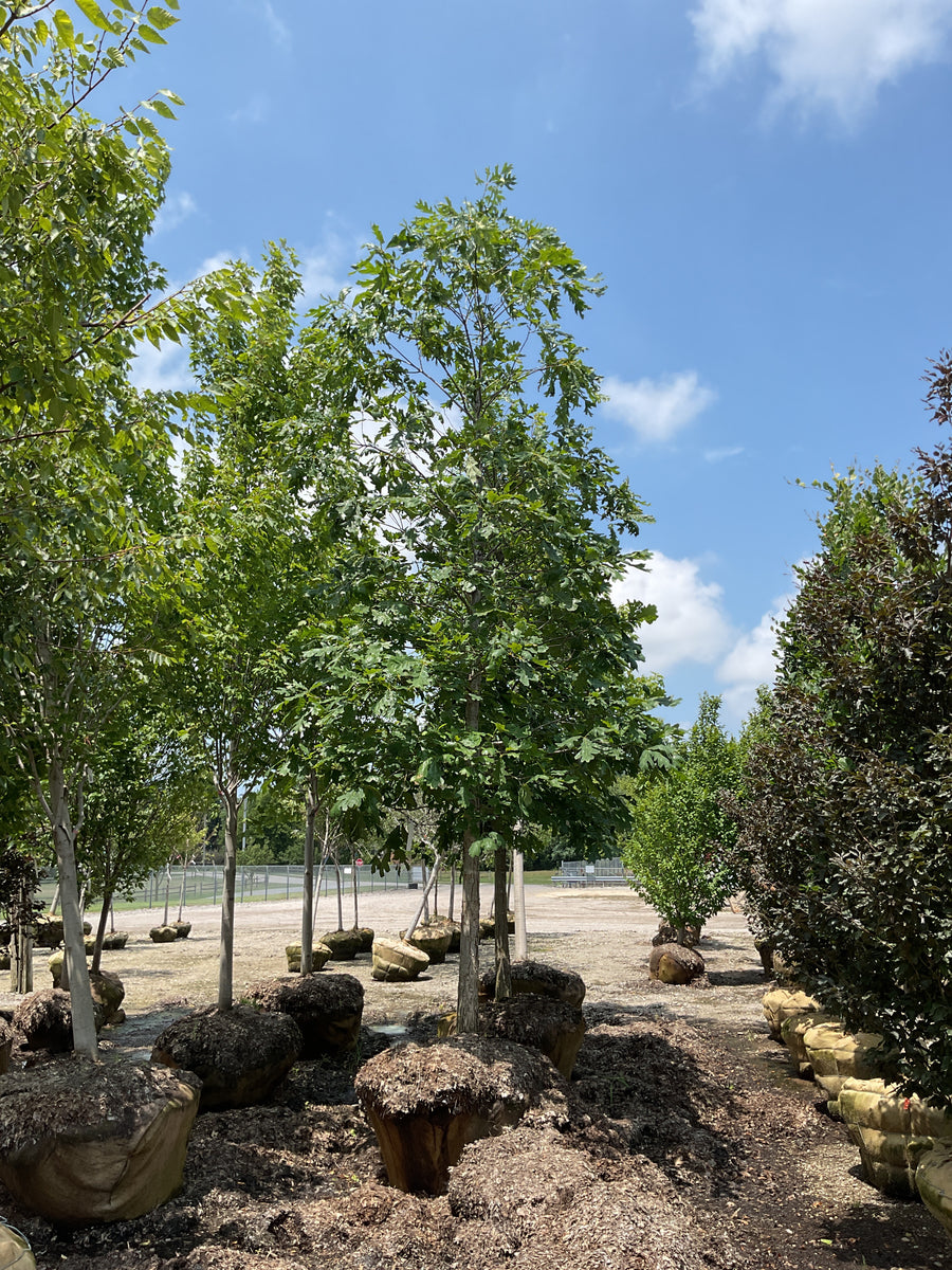 Quercus alba â€” BB 4