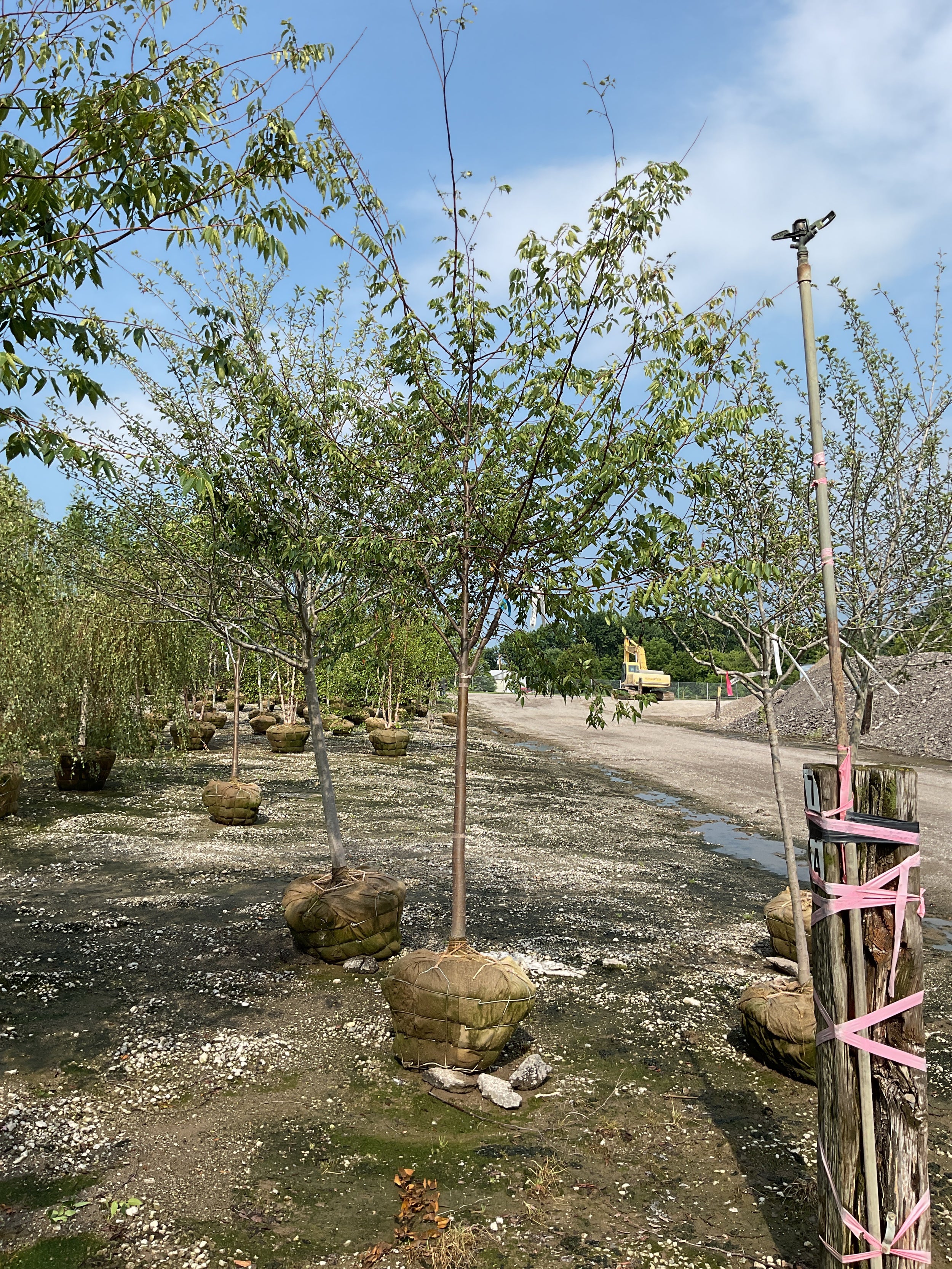 Zelkova serrata 'Village Green'