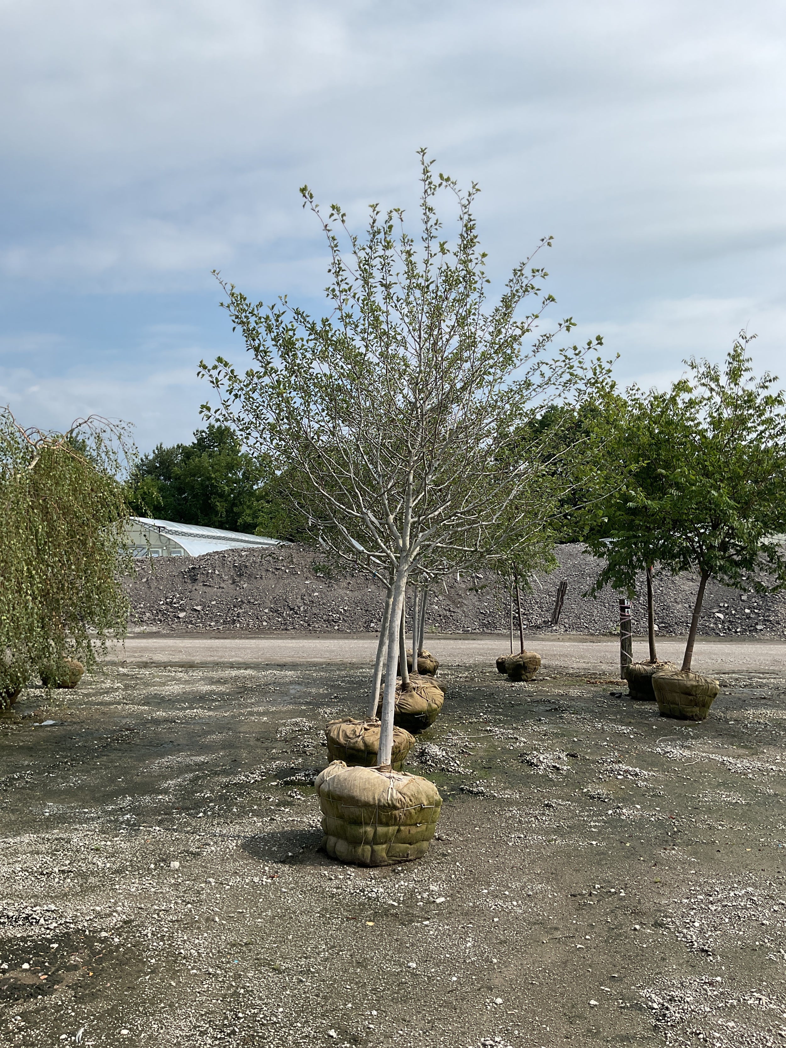 Crataegus viridis 'Winter King'