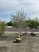 Crataegus viridis 'Winter King'