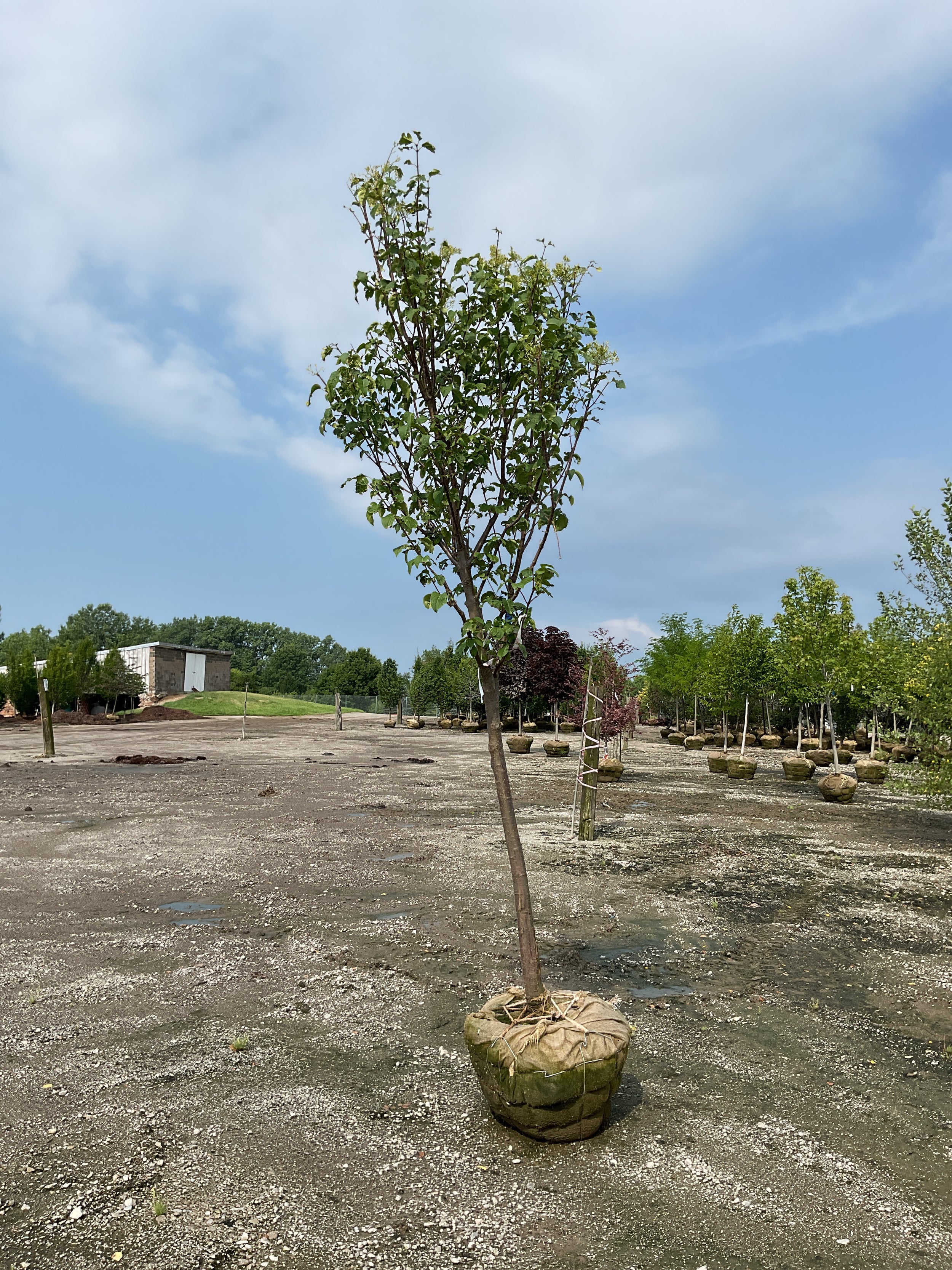 Syringa reticulata 'Ivory Silk'