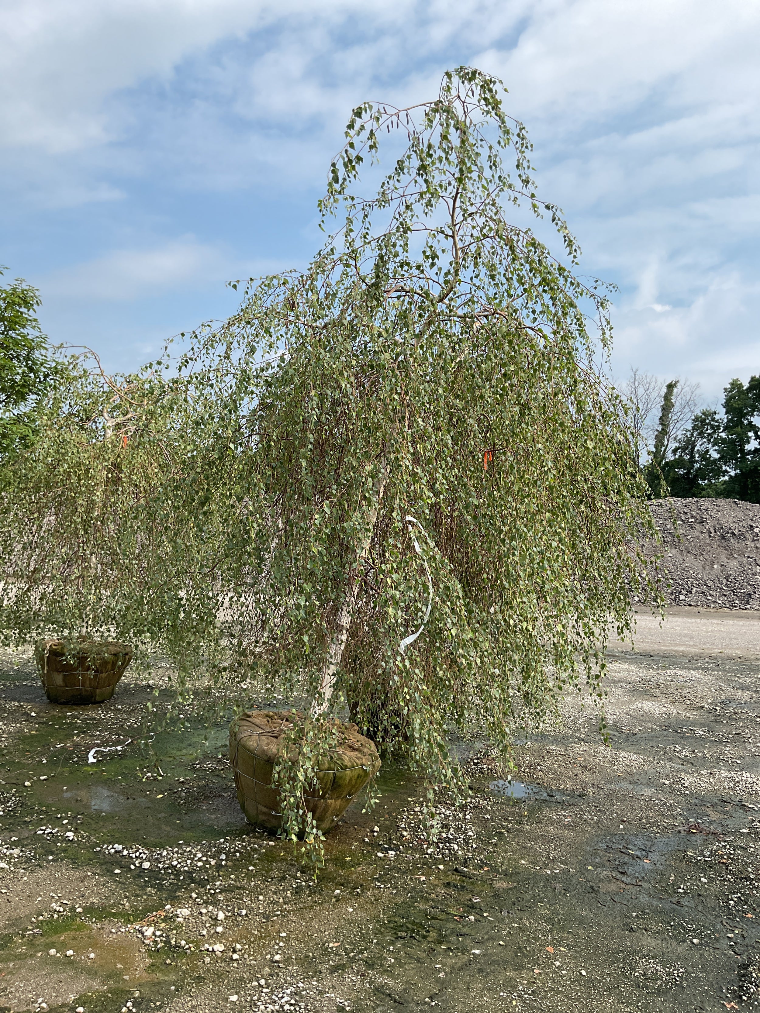 Betula pendula 'Youngii'