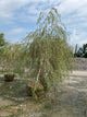 Betula pendula 'Youngii'