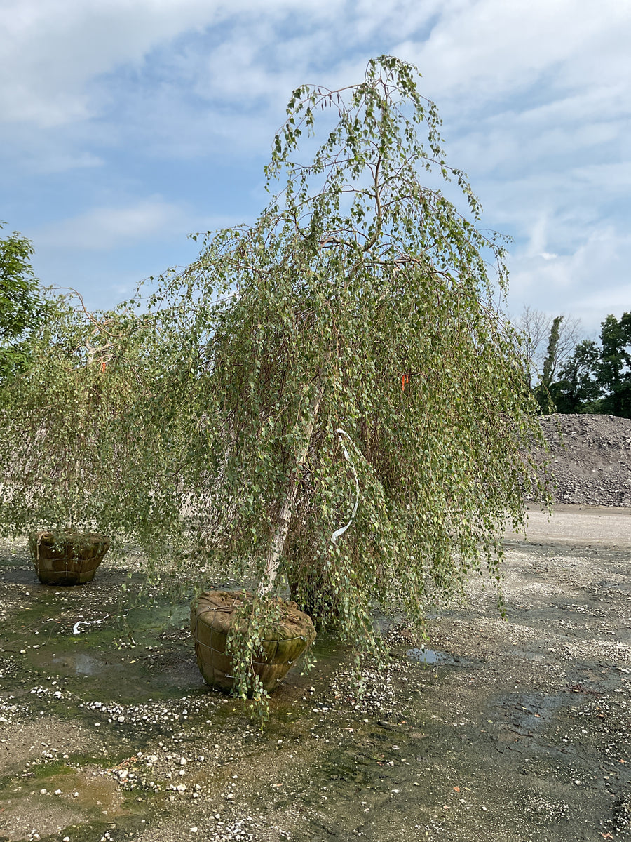 Betula pendula 'Youngii' â€” BB 3