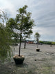 Acer griseum x nikoense 'Ginzam'