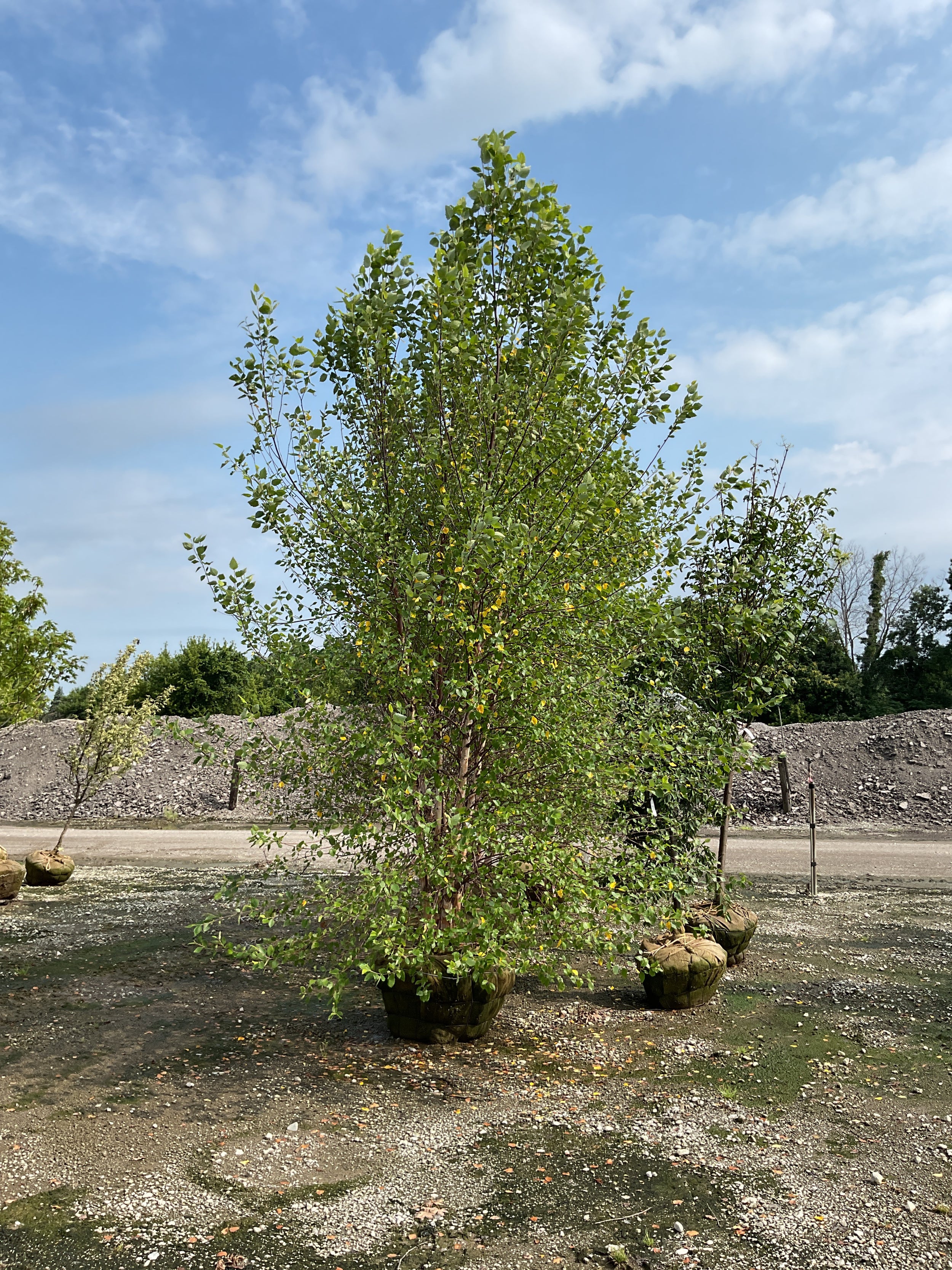 Betula nigra 'Cully'
