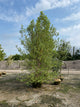 Betula nigra 'Cully'
