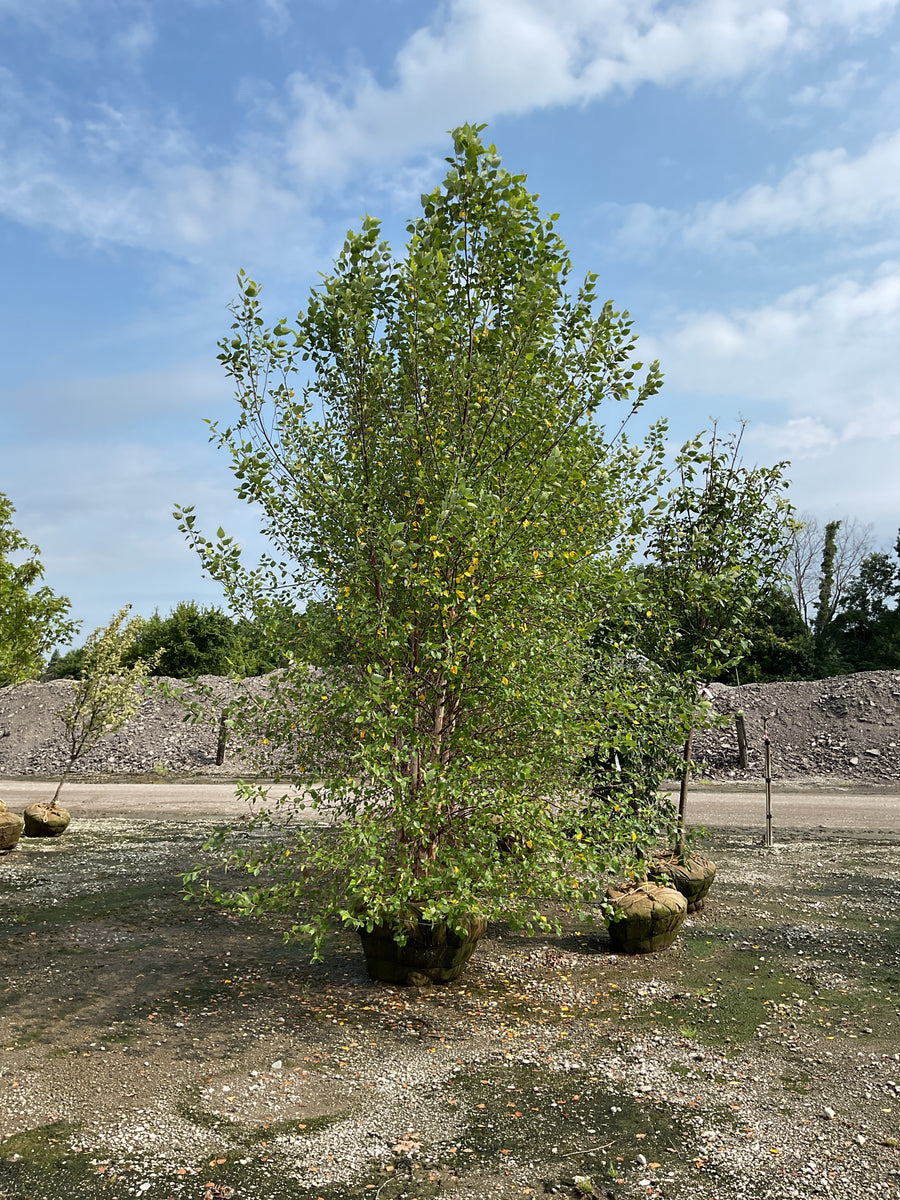 Betula nigra 'Cully' â€” BB 144