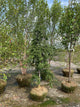 Prunus x 'Snofozam'