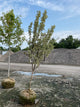 Cornus mas 'Variegata'
