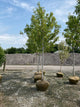 Acer x freemanii 'Jeffersred'