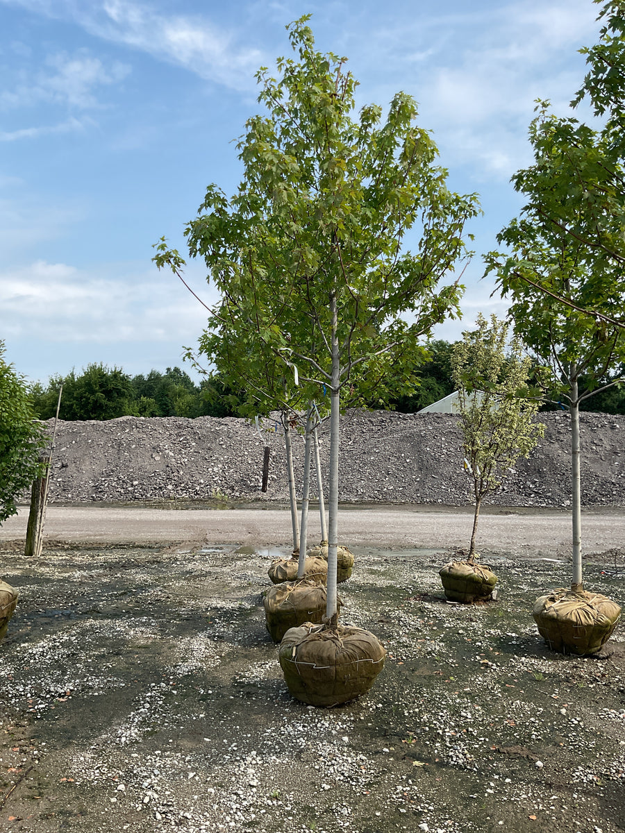 Acer x freemanii 'Jeffersred' â€” BB 2