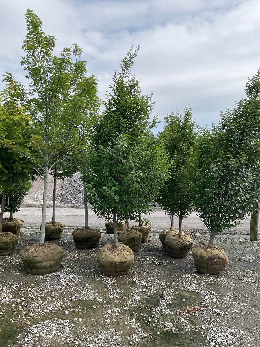Carpinus betulus 'Columnaris' â€” BB 2