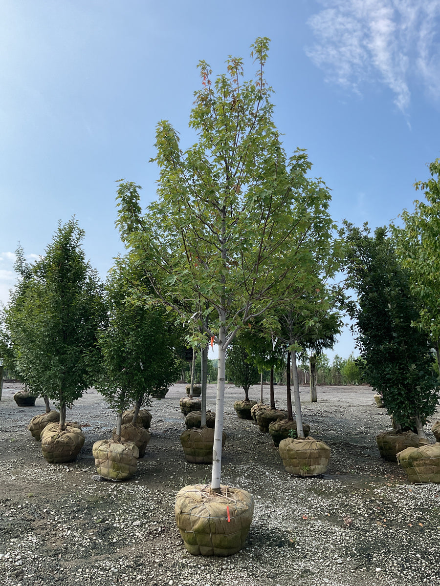 Acer x freemanii 'Celebration' â€” BB 3