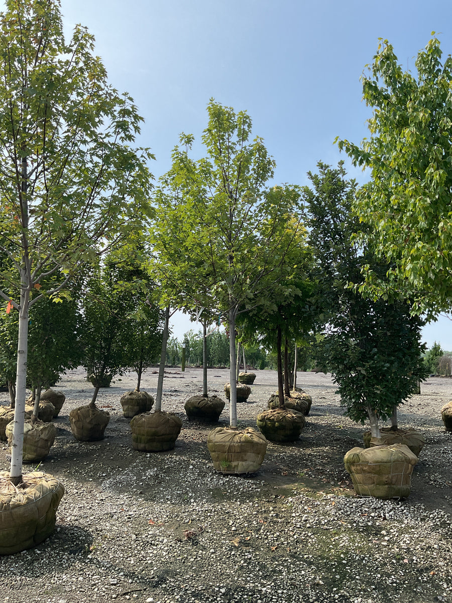Acer x freemanii 'Celebration' â€” BB 2.5