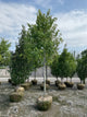 Acer rubrum 'Franksred'