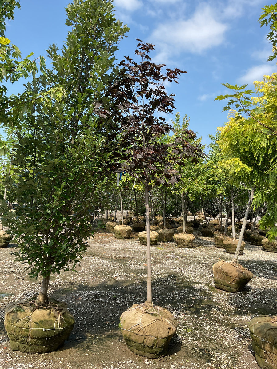 Acer truncatum x A. platanoides 'Crimson Sunset' â€” BB 2