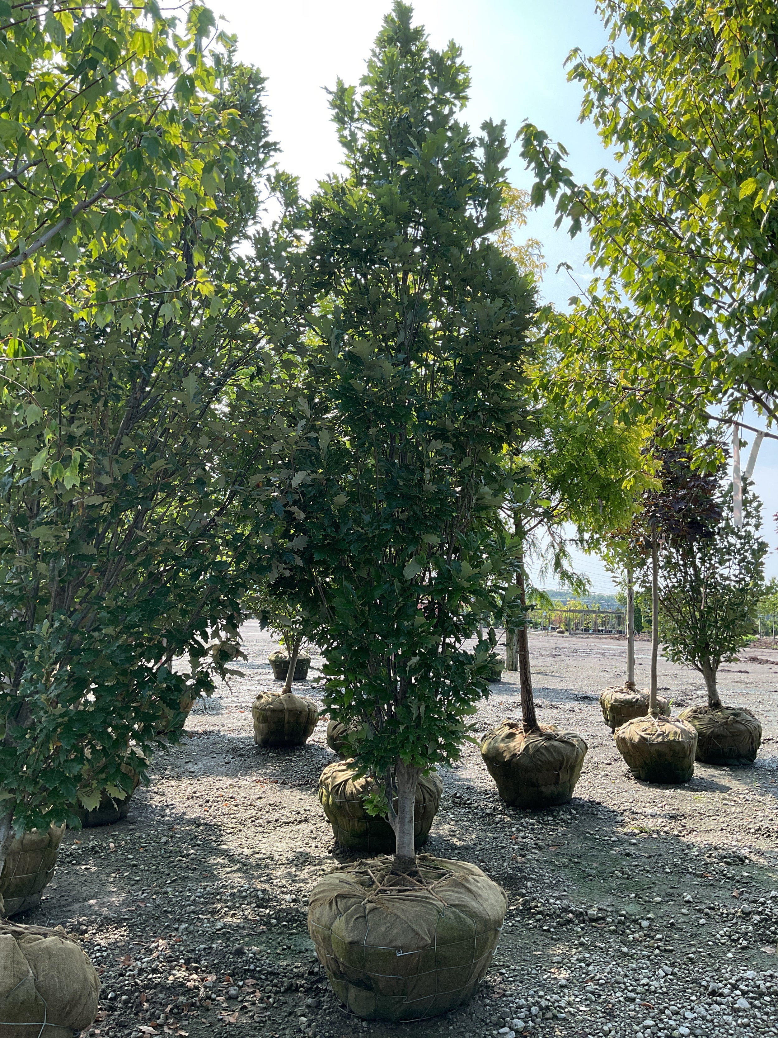 Quercus x 'Nadler'