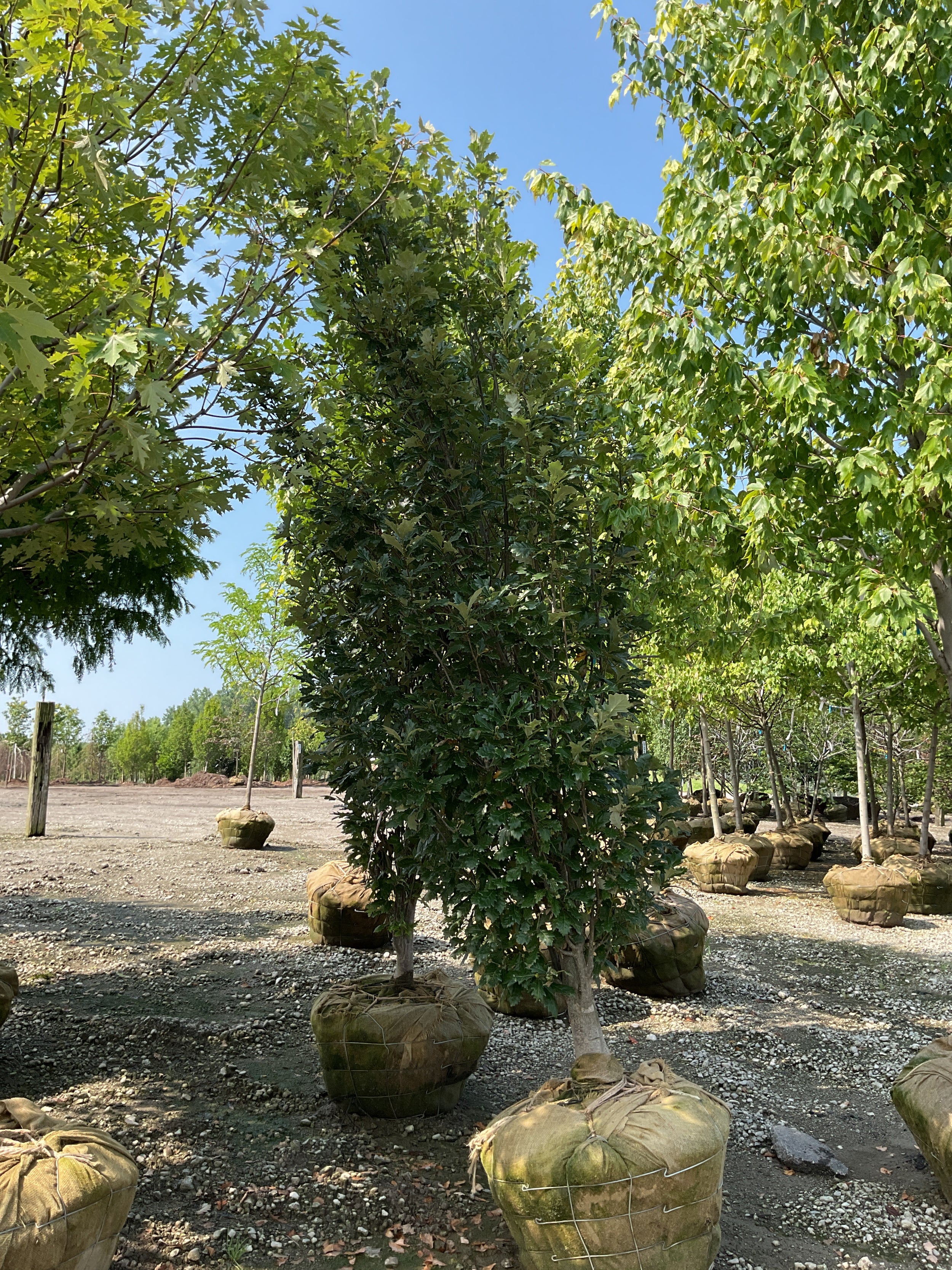 Quercus x 'Nadler'