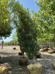 Quercus x 'Nadler'