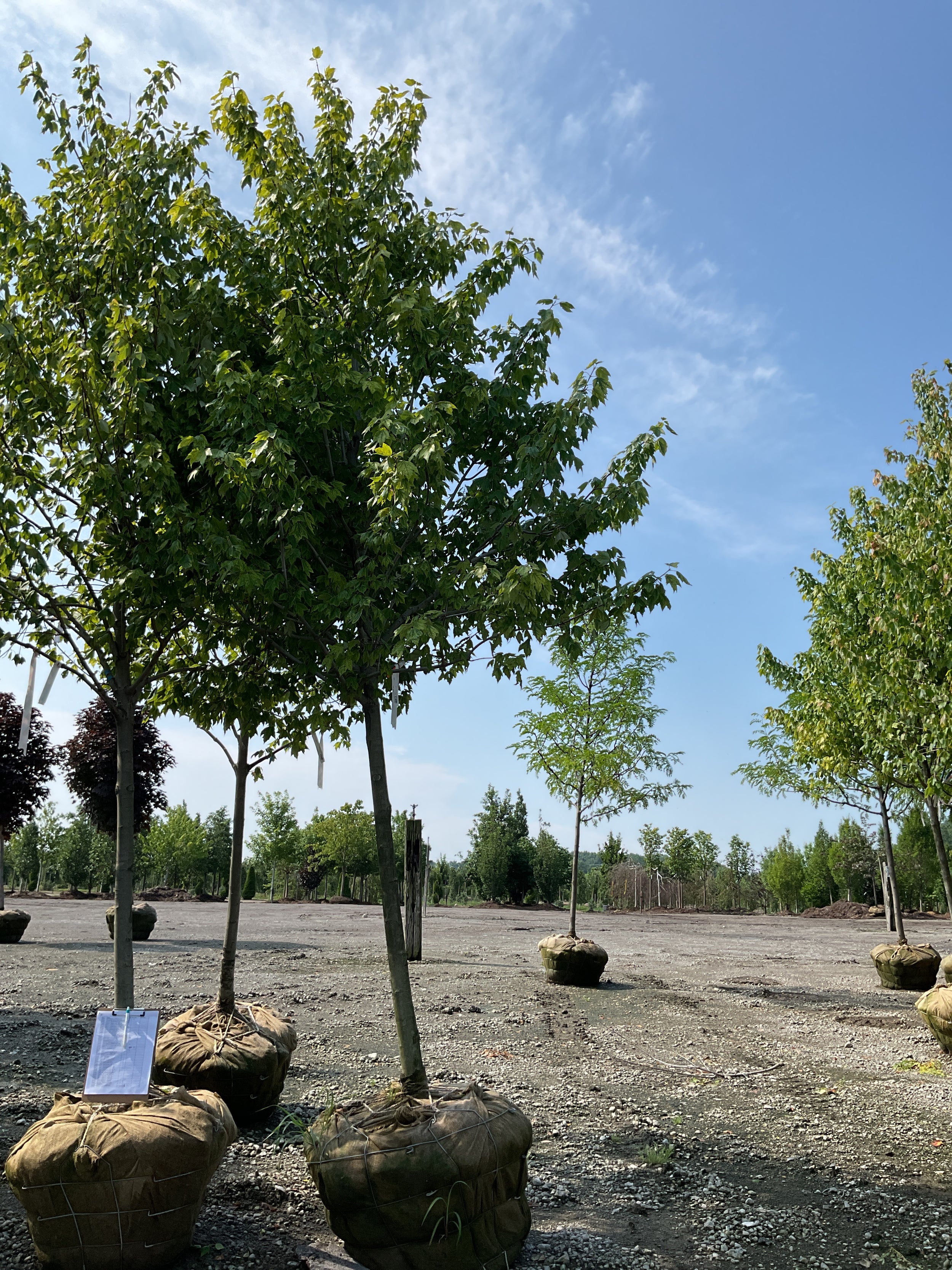 Acer rubrum 'Franksred'
