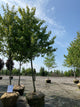 Acer rubrum 'Franksred'
