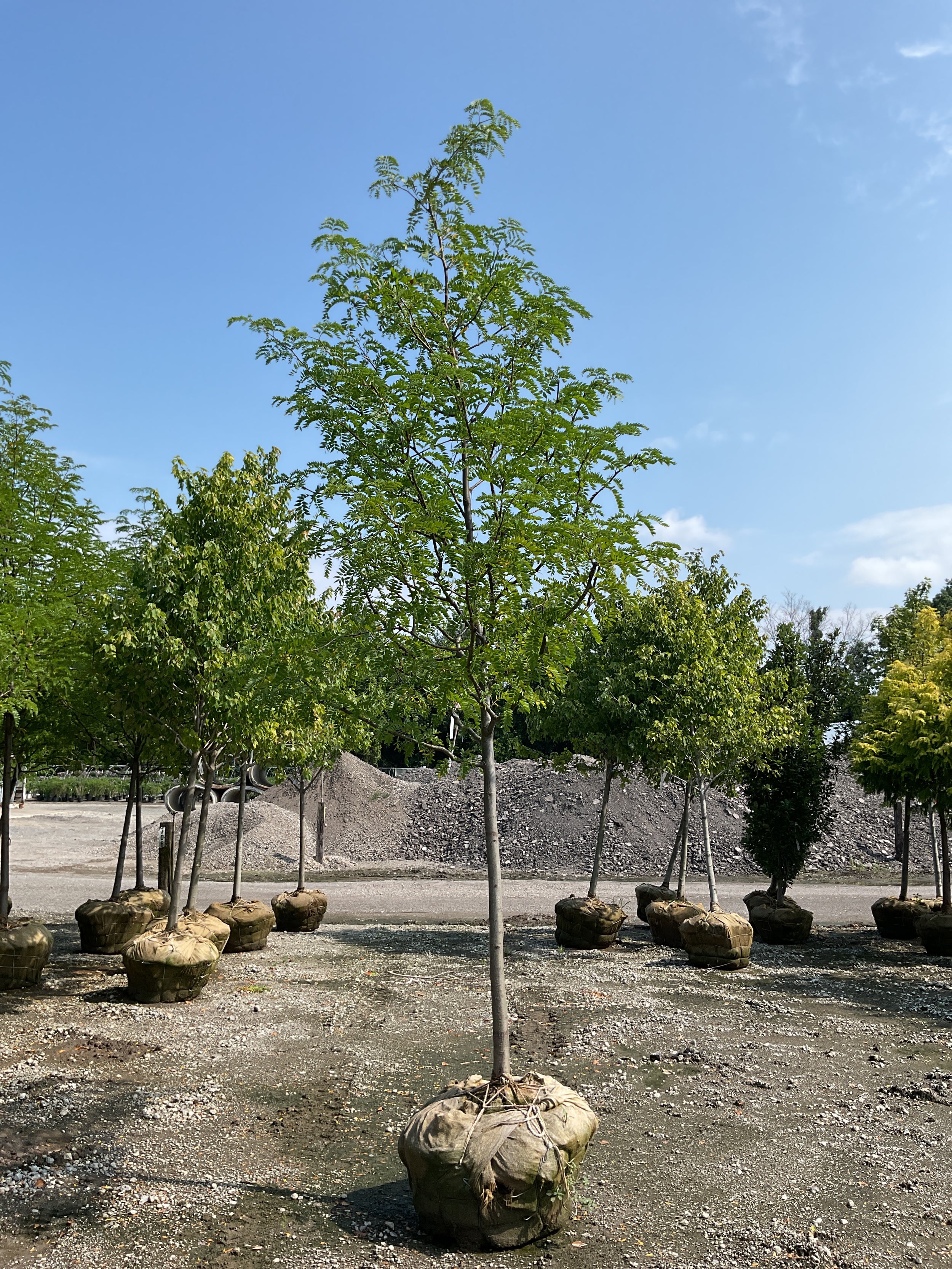 Gleditsia triacanthos var. inermis 'Skycole'