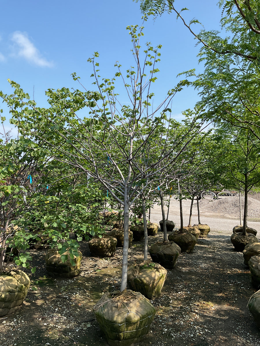 Cercis canadensis 'Pink Pom Poms' â€” BB 2