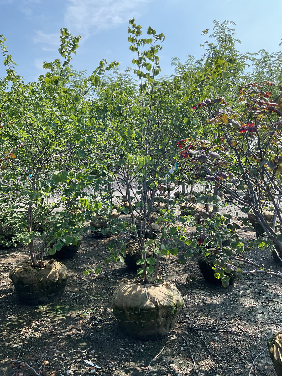 Cercis canadensis â€” BB 96