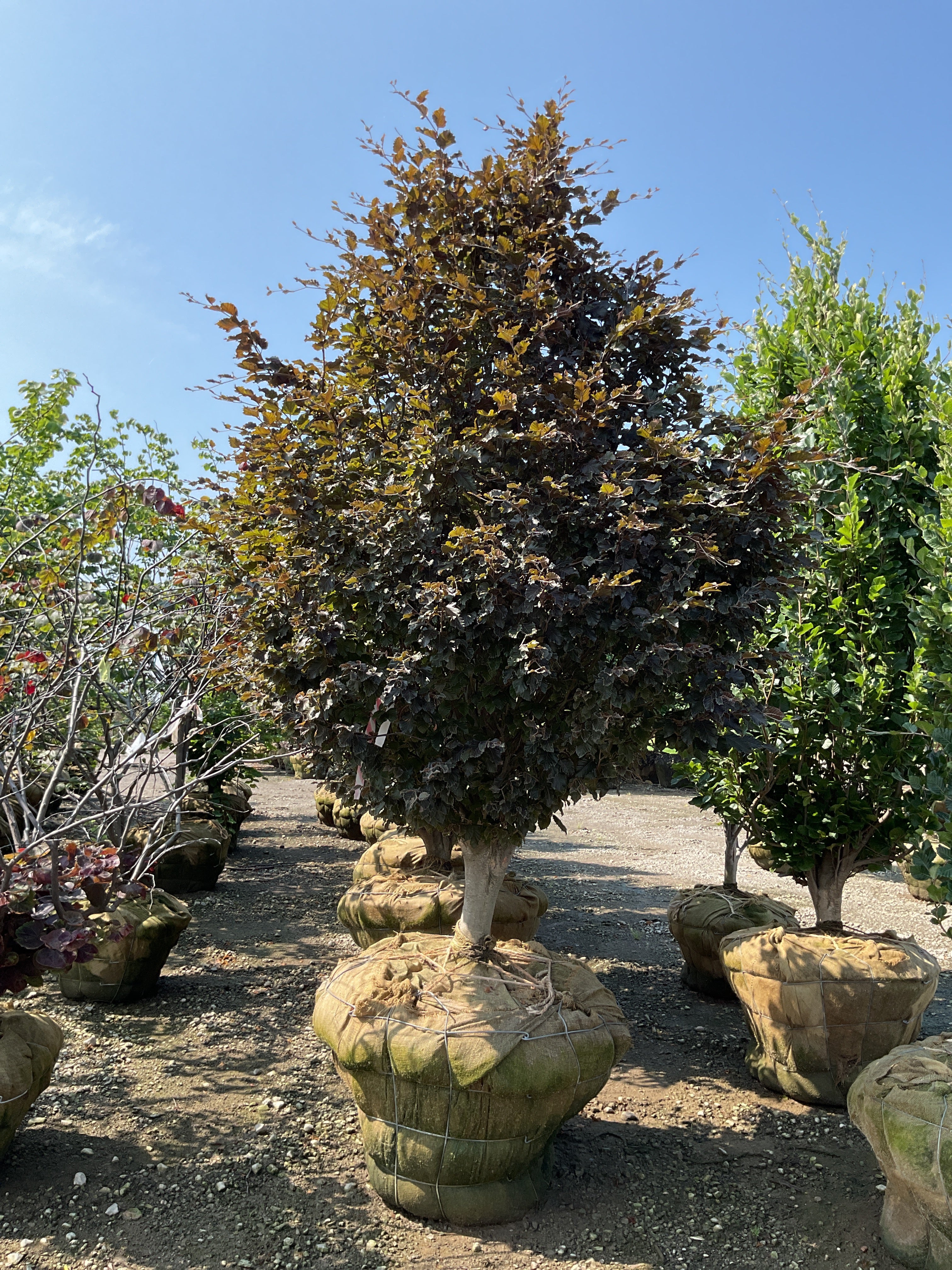 Fagus sylvatica 'Rohanii'