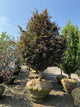 Fagus sylvatica 'Rohanii'