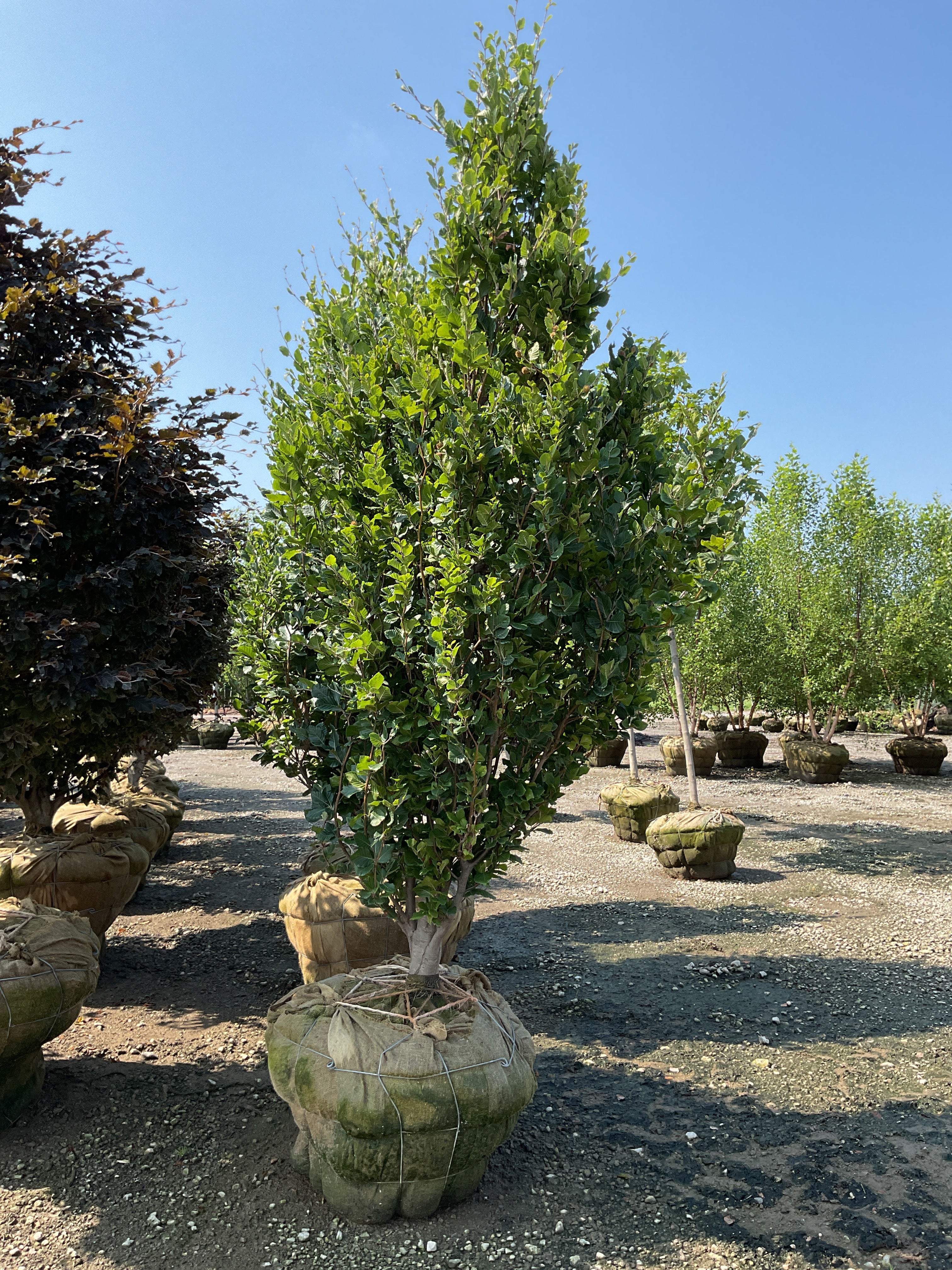 Fagus fastigiata 'Dawycki Green'