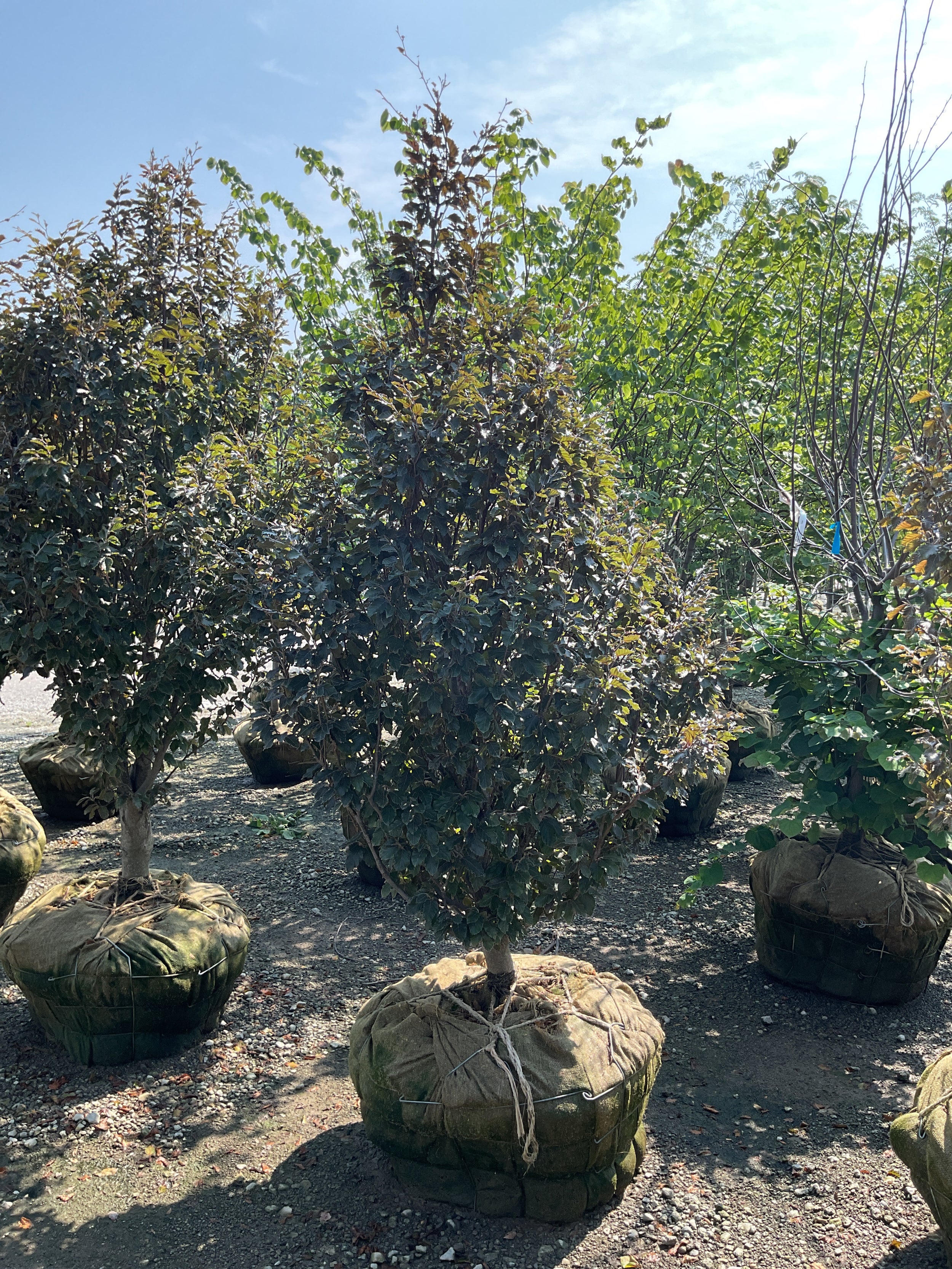Fagus sylvatica 'Rohanii'