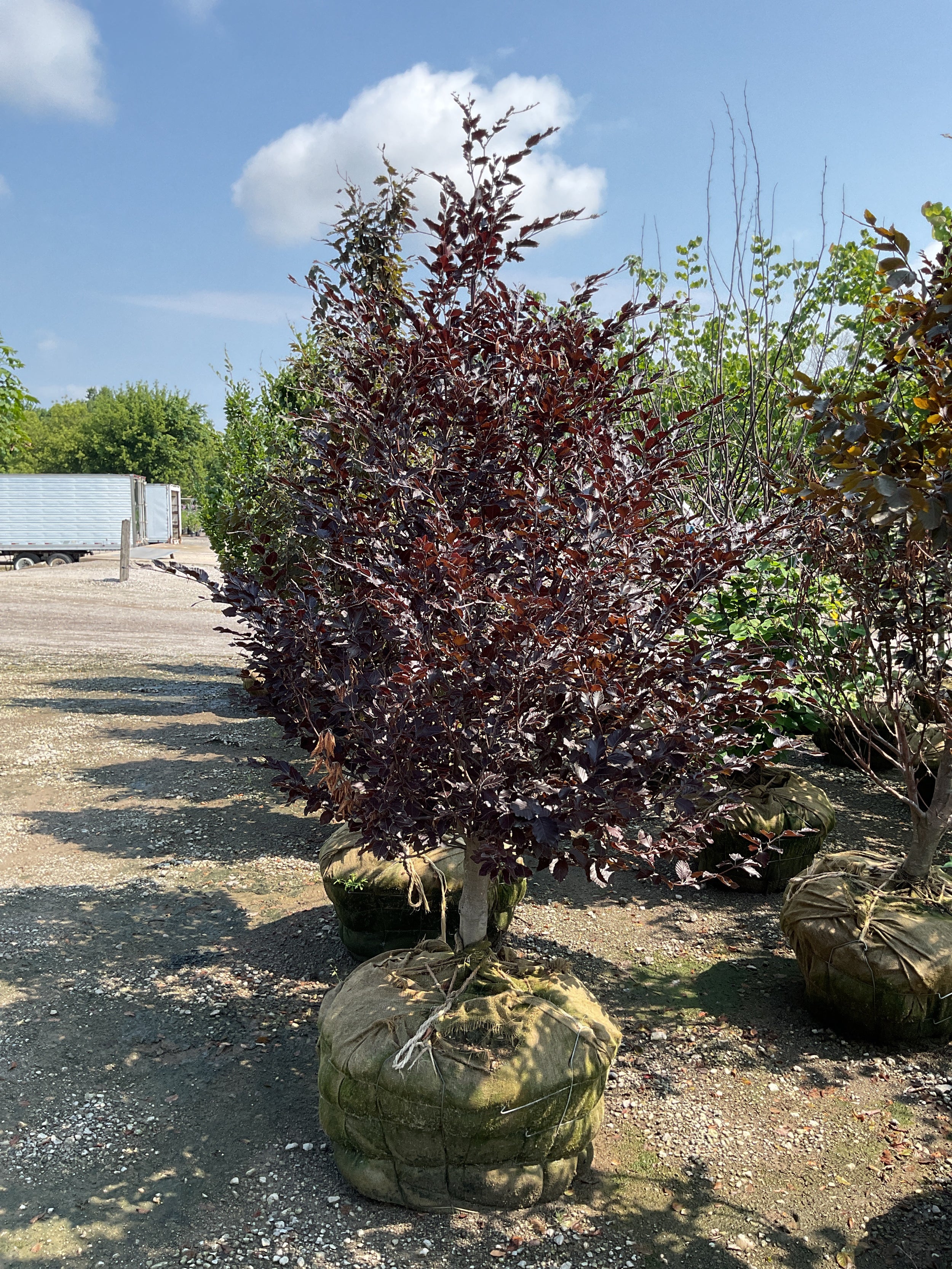 Fagus sylvatica 'Riversii'