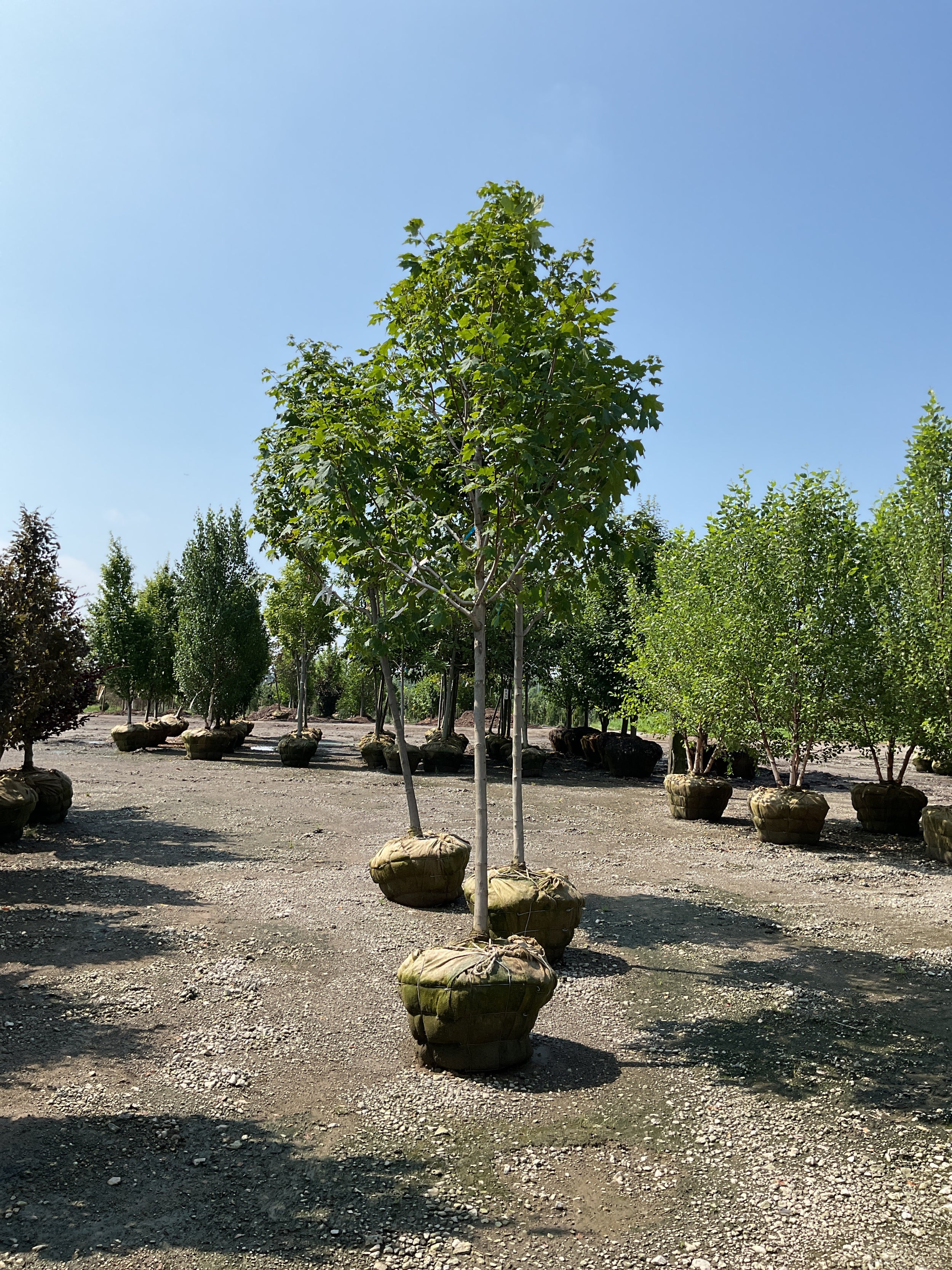 Acer saccharum 'Green Mountain'