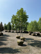 Acer saccharum 'Green Mountain'