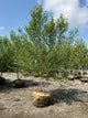 Betula nigra 'Cully'