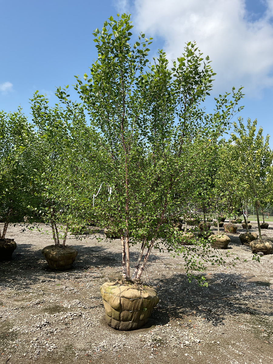 Betula nigra 'Cully' â€” BB 120