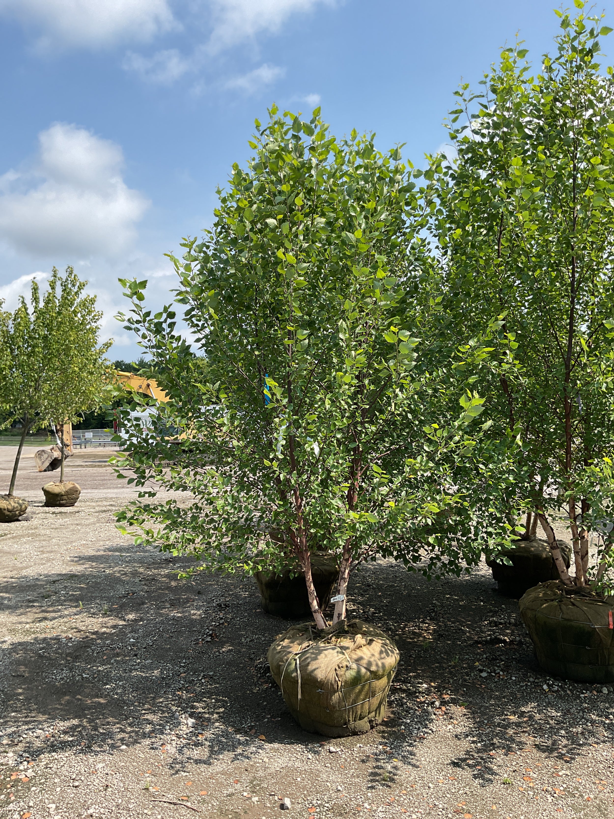 Betula nigra 'Cully'