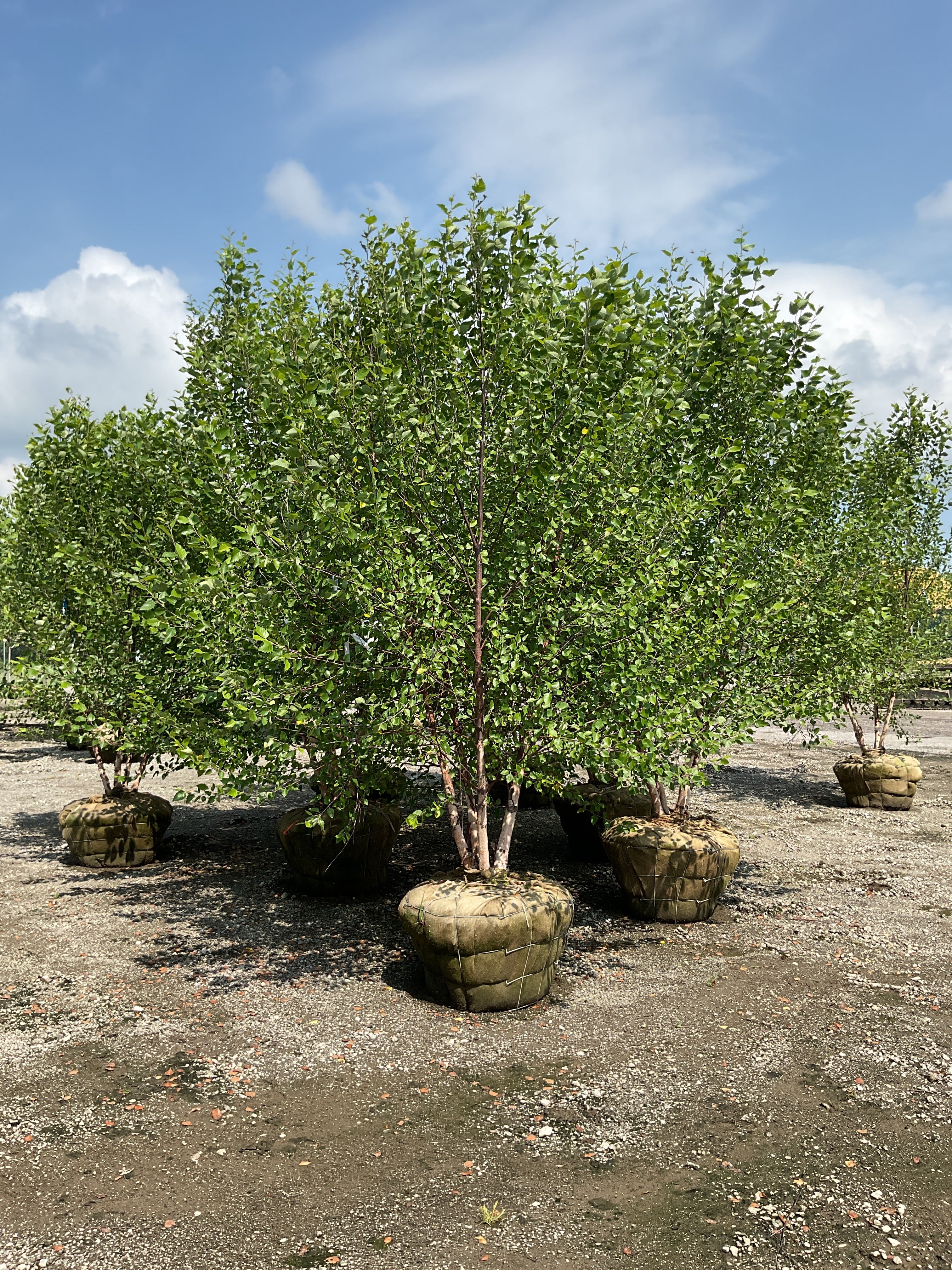 Betula nigra 'Cully'