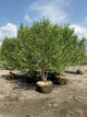 Betula nigra 'Cully'