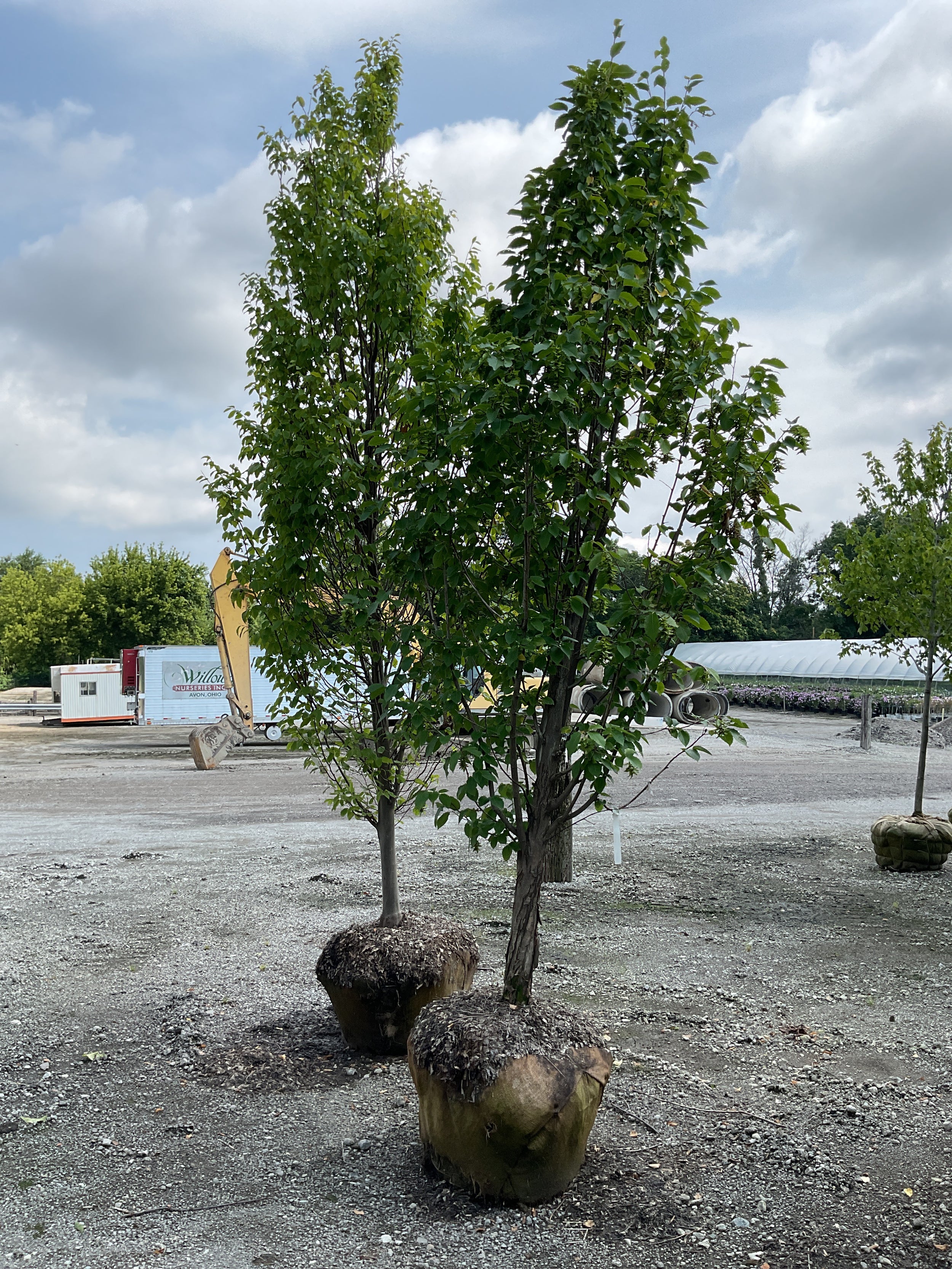 Carpinus betulus 'Emerald Avenue'