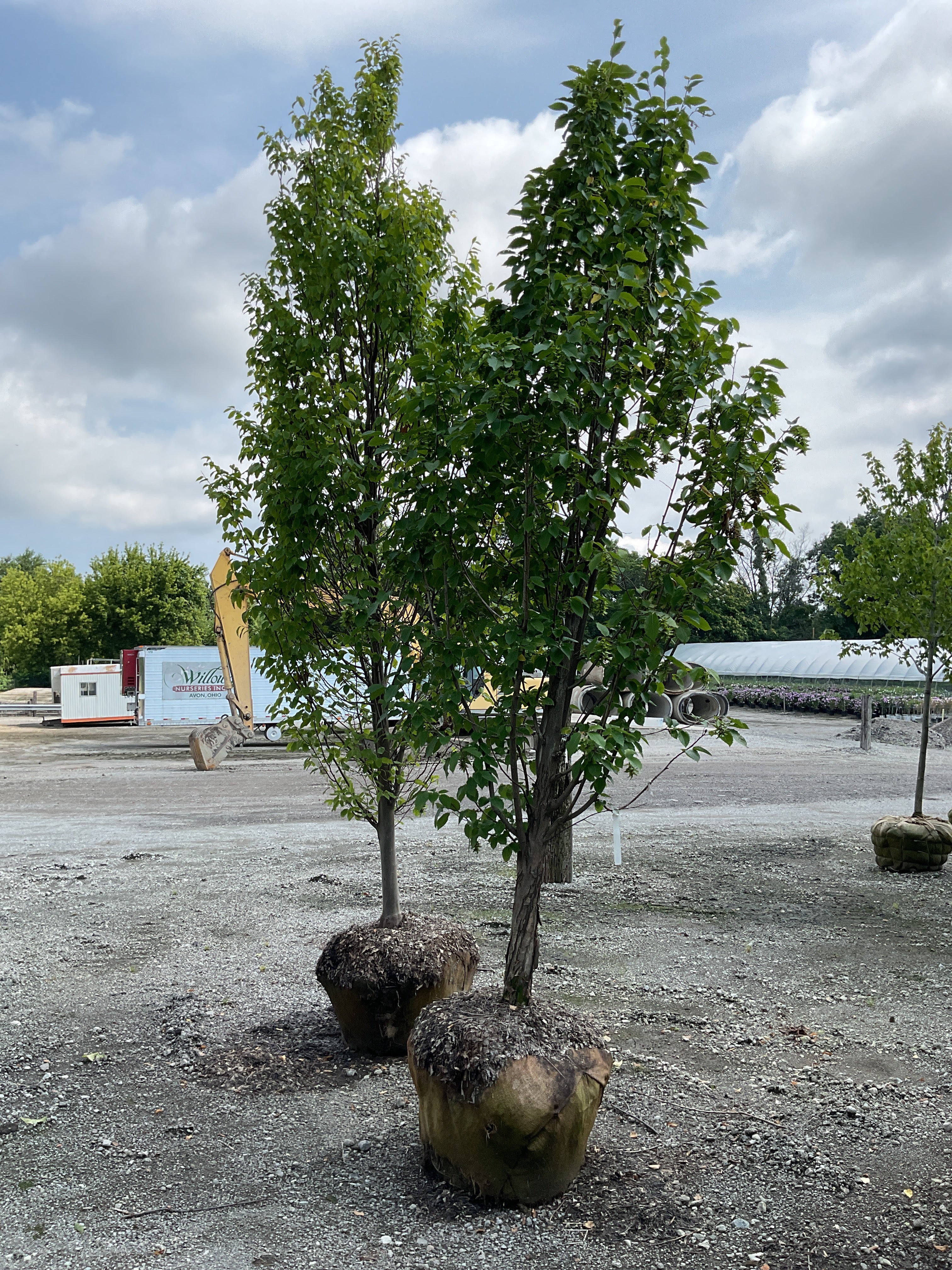 Carpinus betulus 'Emerald Avenue'