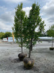 Carpinus betulus 'Emerald Avenue'