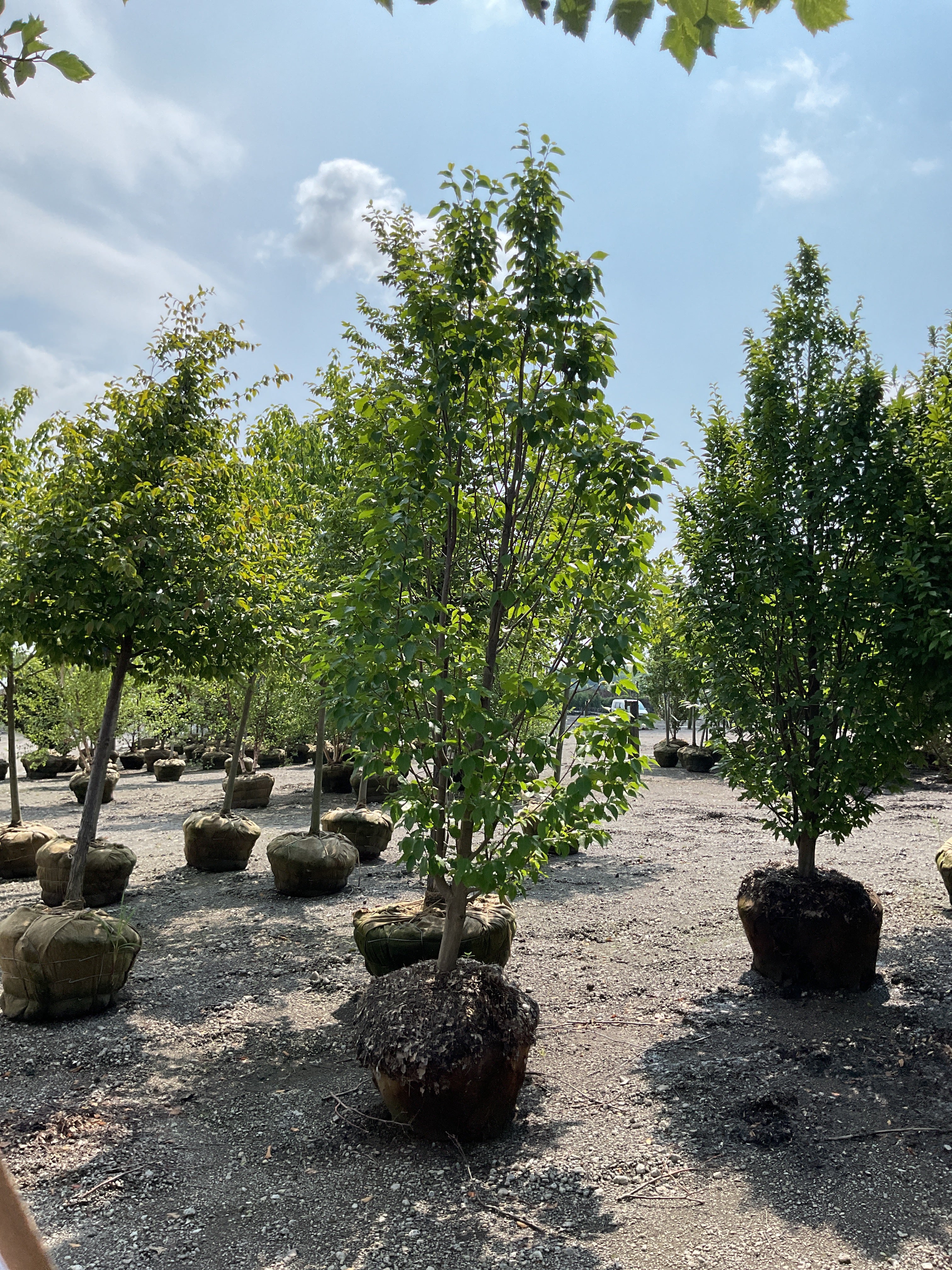 Carpinus betulus 'Emerald Avenue'