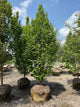 Carpinus betulus 'Lucas'